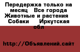 Передержка только на месяц - Все города Животные и растения » Собаки   . Иркутская обл.